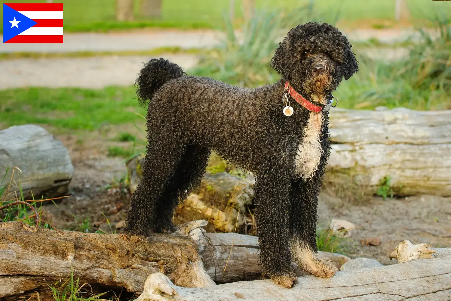 Cão de Agua português puppies and breeders Puerto Rico Here you can find Cão de Agua português breeders in Puerto Rico.
