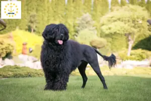 Read more about the article Cão de Agua português breeders and puppies in Rhode Island