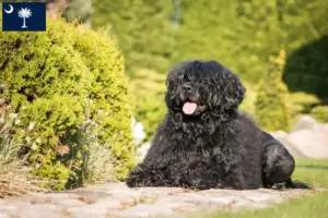 Read more about the article Cão de Agua português breeders and puppies in South Carolina