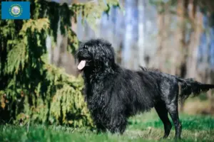 Read more about the article Cão de Agua português breeders and puppies in South Dakota
