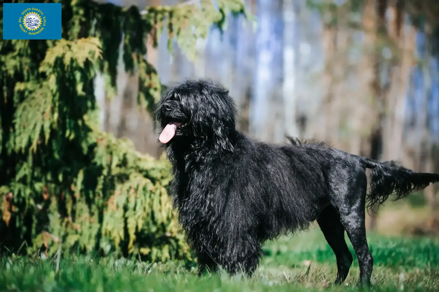 Cão de Agua português puppies and breeders South Dakota Find Cão de Agua português breeders in South Dakota.