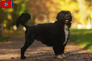 Read more about the article Cão de Agua português breeders and puppies in Tennessee