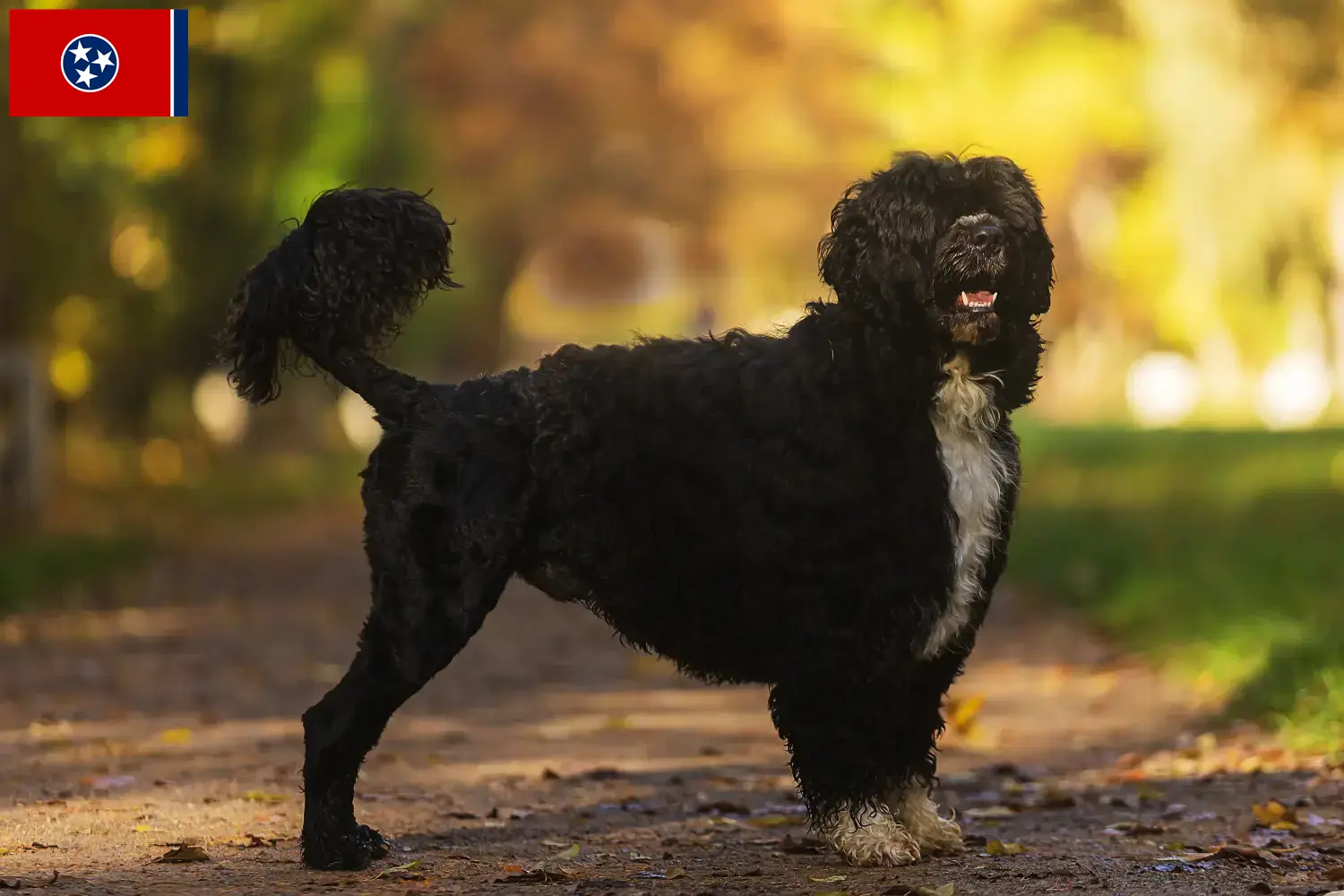 Cão de Agua português puppies and breeder Tennessee Find Cão de Agua português breeders in Tennessee.