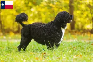 Read more about the article Cão de Agua português breeders and puppies in Texas