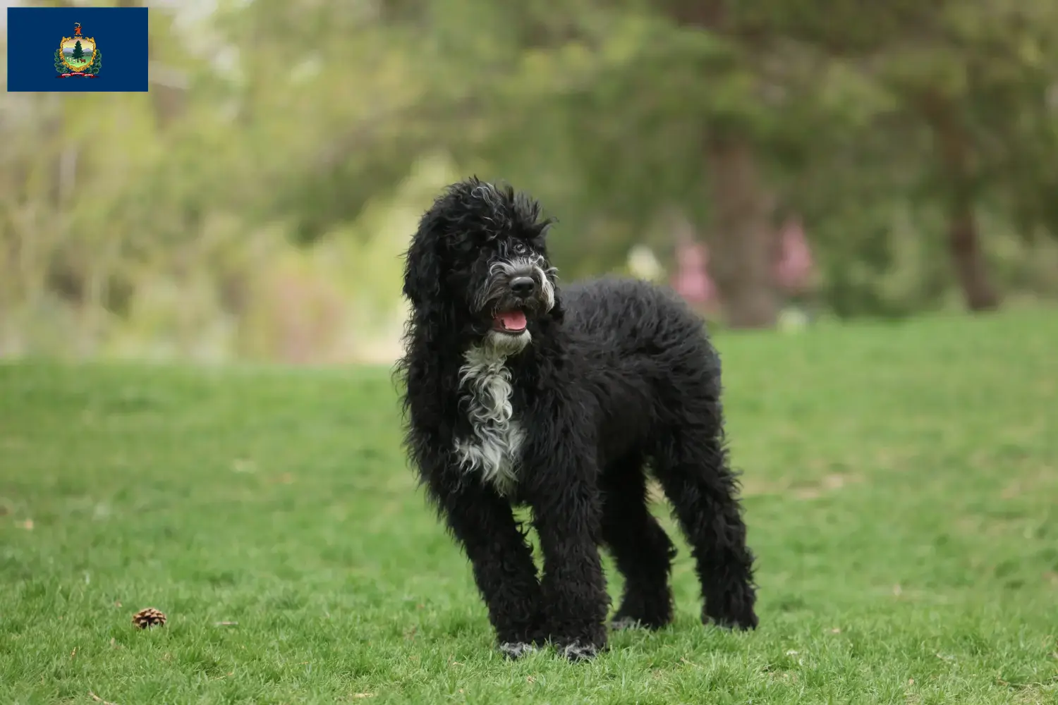 Read more about the article Cão de Agua português breeders and puppies in Vermont