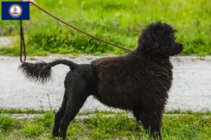 Read more about the article Cão de Agua português breeders and puppies in Virginia