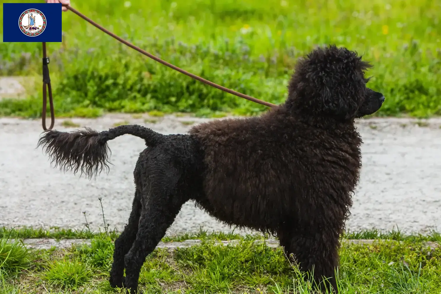 Read more about the article Cão de Agua português breeders and puppies in Virginia