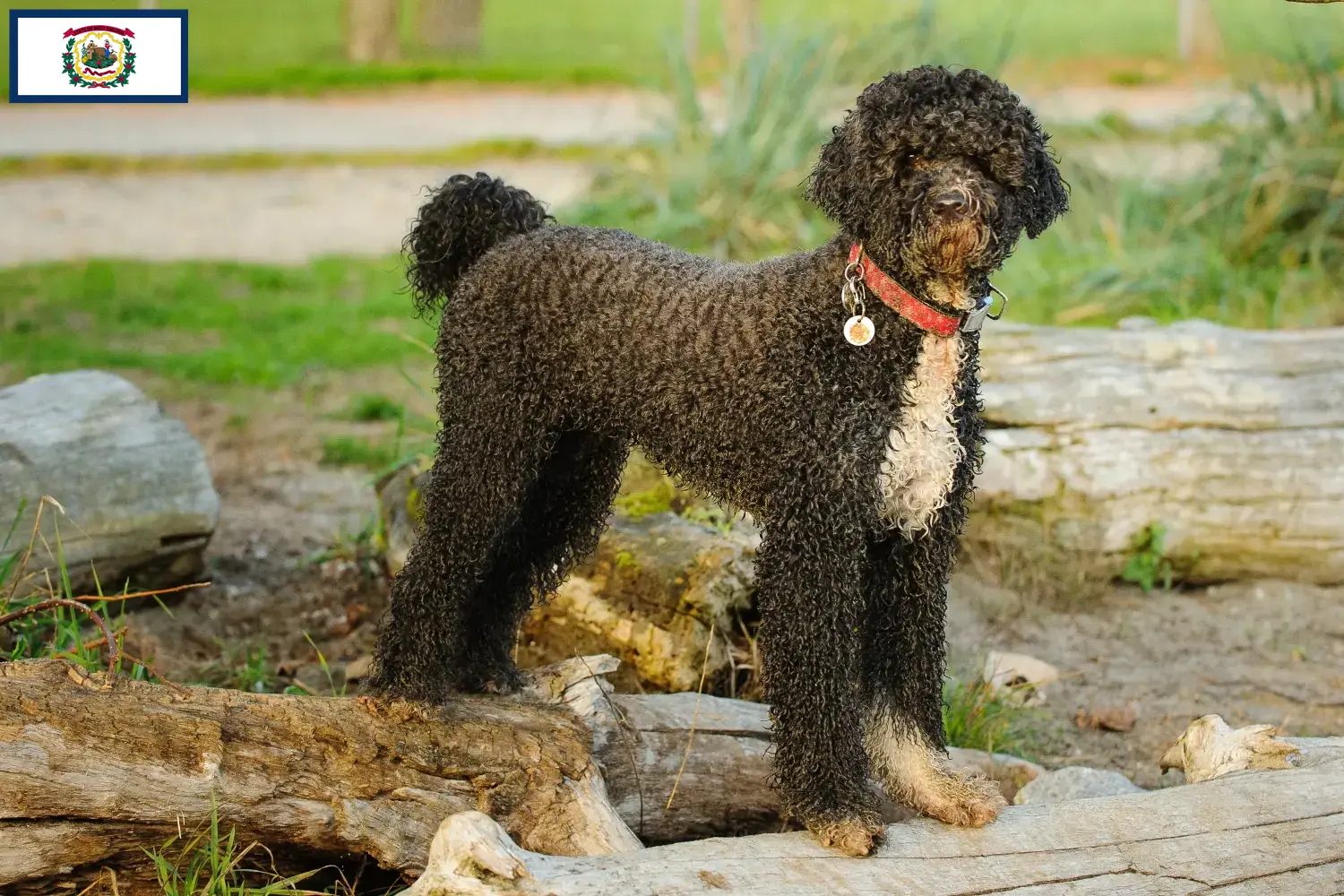 Read more about the article Cão de Agua português breeders and puppies in West Virginia