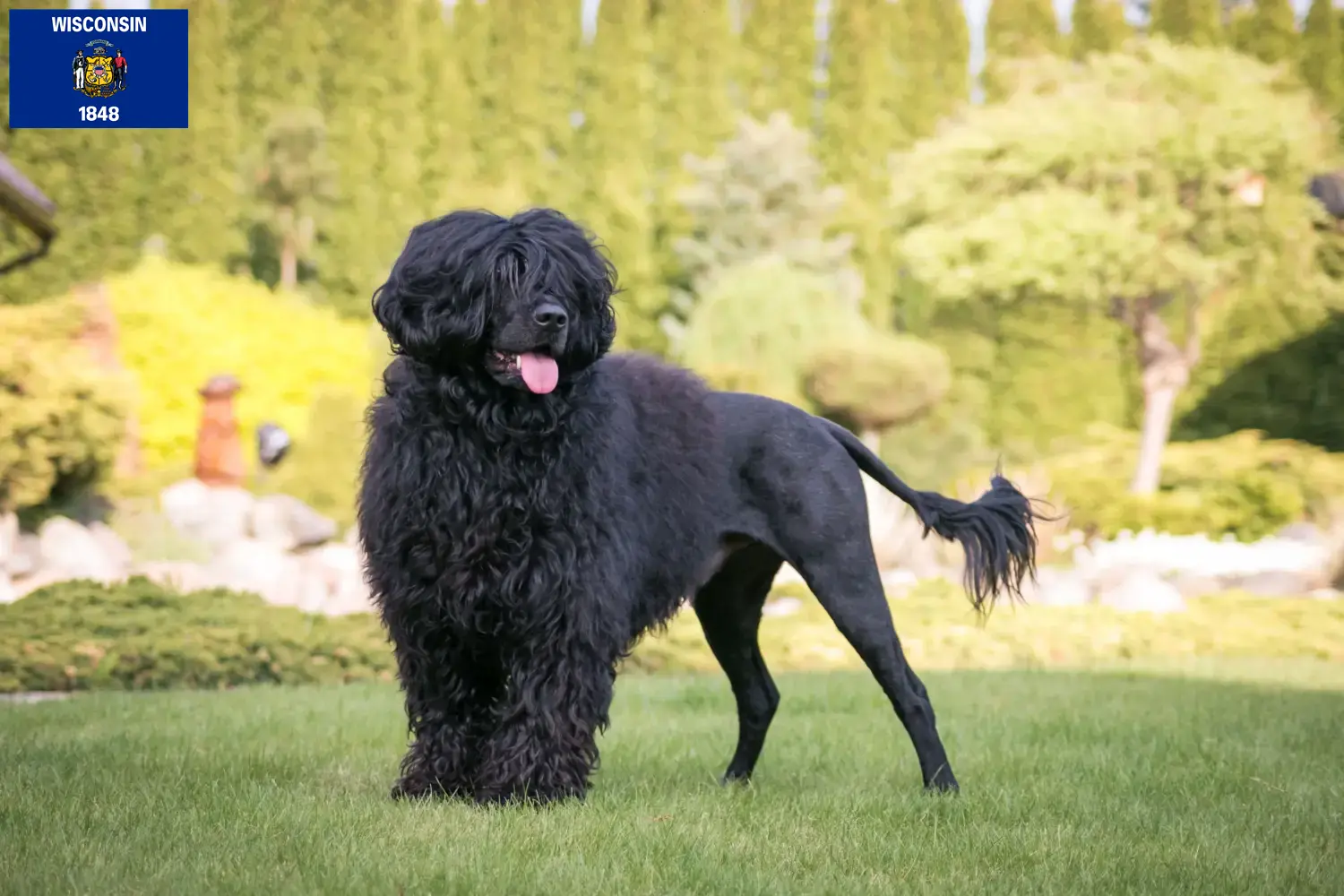 Read more about the article Cão de Agua português breeders and puppies in Wisconsin
