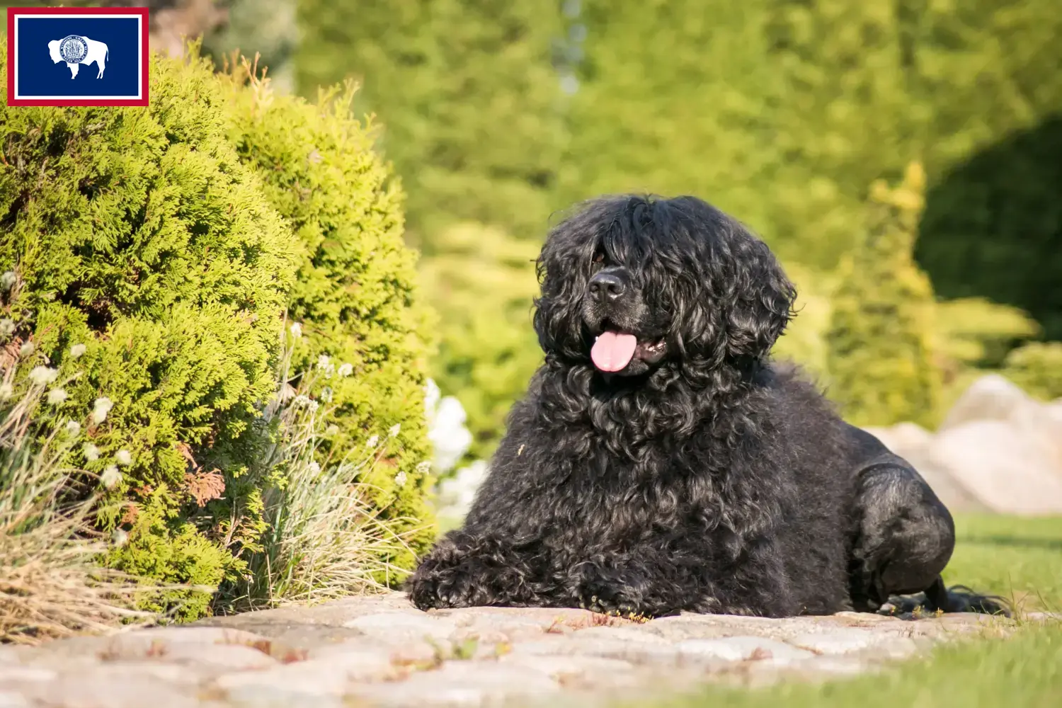 Read more about the article Cão de Agua português breeders and puppies in Wyoming