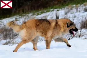 Read more about the article Caucasian Shepherd Dog Breeder and Puppies in Alabama