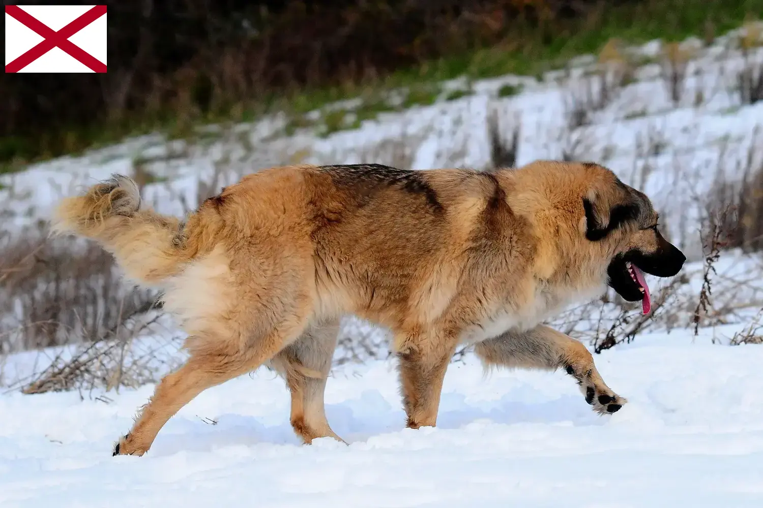 Caucasian Shepherd Puppies and Breeder Alabama Find Caucasian Shepherd Dog breeders in Alabama.