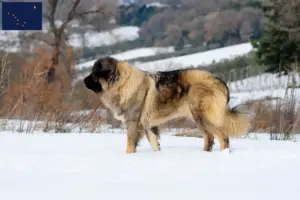 Read more about the article Caucasian Shepherd Dog Breeder and Puppies in Alaska