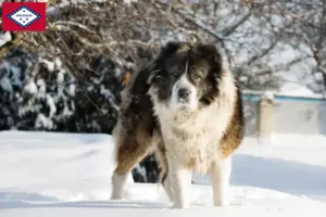 Read more about the article Caucasian Shepherd Dog Breeder and Puppies in Arkansas