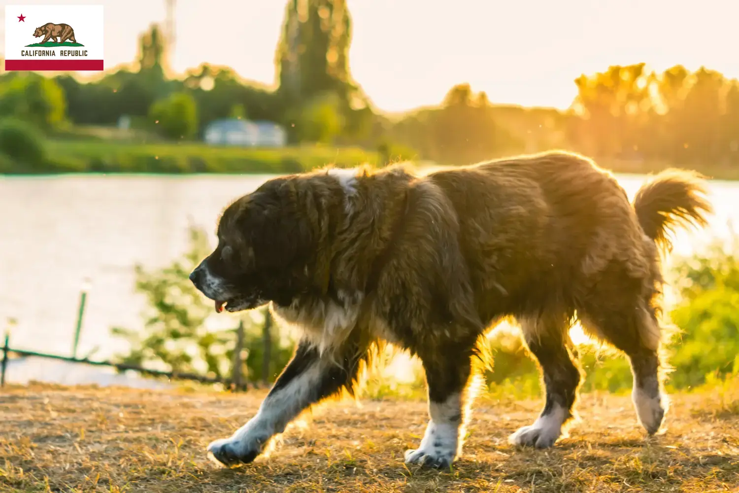Caucasian Shepherd Dog Puppies and Breeder California Find Caucasian Shepherd Dog breeders in California.