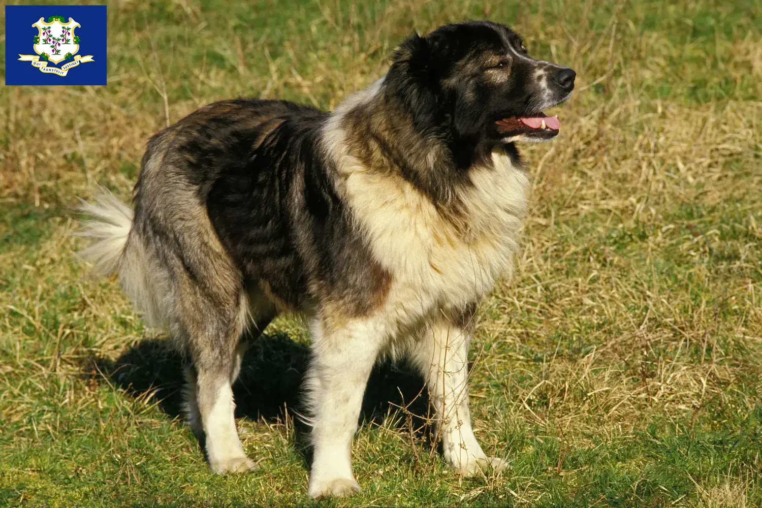 Caucasian Shepherd puppies and breeders Connecticut Find Caucasian Shepherd Dog breeders in Connecticut.