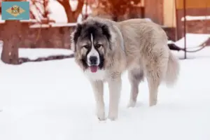 Read more about the article Caucasian Shepherd Dog Breeder and Puppies in Delaware