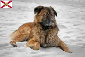 Read more about the article Caucasian Shepherd Dog Breeder and Puppies in Florida