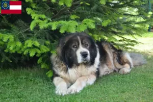 Read more about the article Caucasian Shepherd Dog Breeder and Puppies in Georgia
