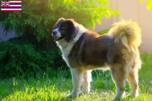 Read more about the article Caucasian Shepherd Dog Breeder and Puppies in Hawaii