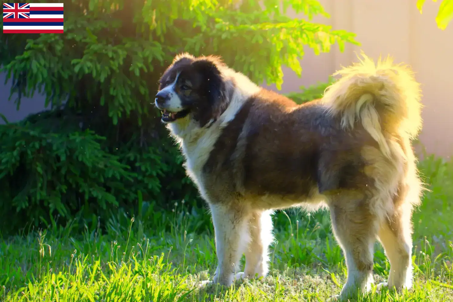 Caucasian Shepherd Puppies and Breeder Hawaii Find Caucasian Shepherd Dog breeders in Hawaii.