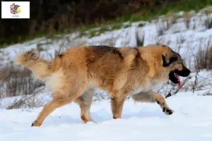 Read more about the article Caucasian Shepherd Dog Breeder and Puppies in Illinois