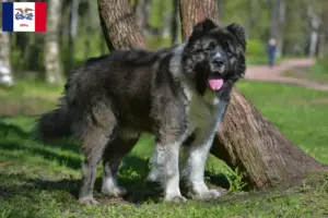 Read more about the article Caucasian Shepherd Dog Breeder and Puppies in Iowa