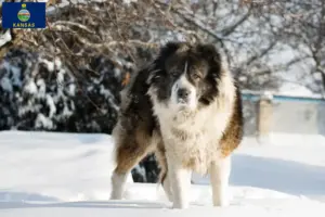 Read more about the article Caucasian Shepherd Dog Breeder and Puppies in Kansas