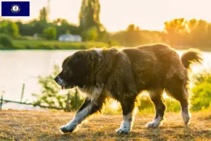 Read more about the article Caucasian Shepherd Dog Breeder and Puppies in Kentucky