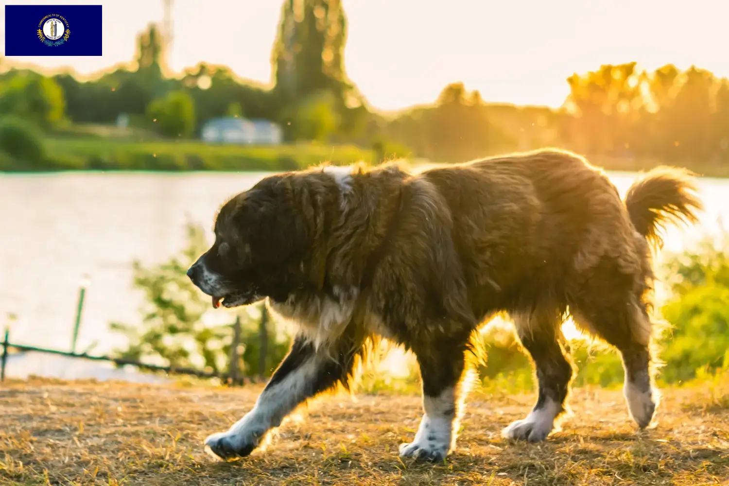 Caucasian Shepherd puppies and breeders Kentucky Find Caucasian Shepherd Dog breeders in Kentucky.