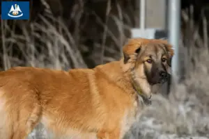 Read more about the article Caucasian Shepherd Dog Breeder and Puppies in Louisiana