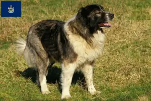 Read more about the article Caucasian Shepherd Dog Breeder and Puppies in Maine