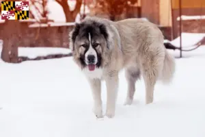 Read more about the article Caucasian Shepherd Dog Breeder and Puppies in Maryland