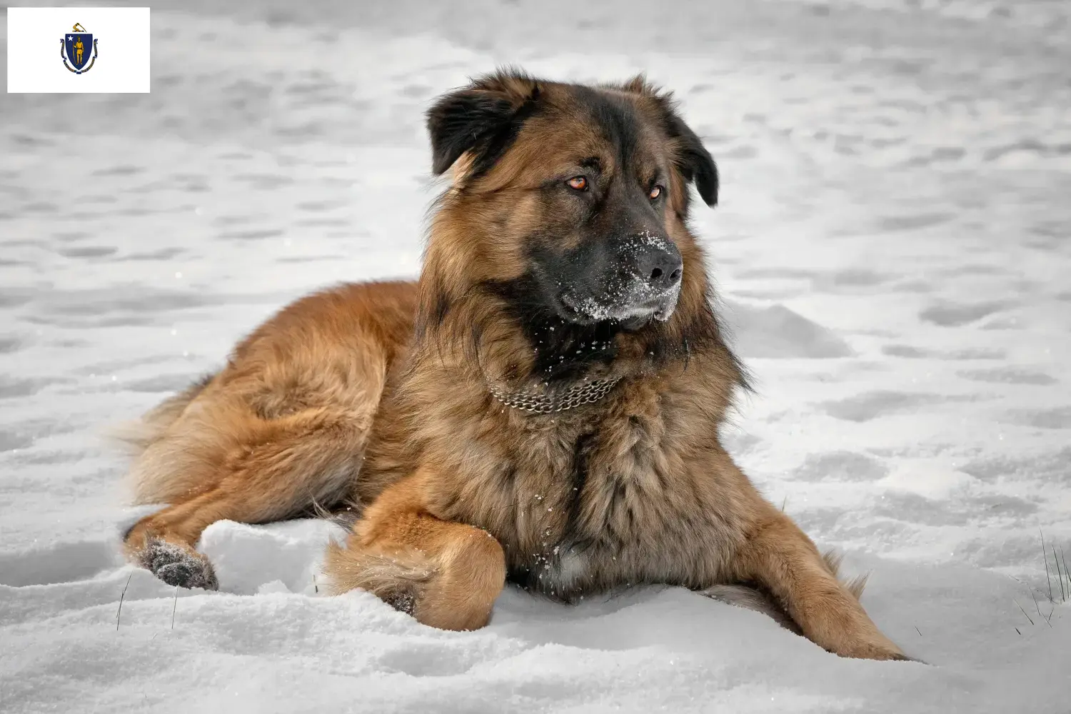 Caucasian Shepherd Puppies and Breeder Massachusetts Find Caucasian Shepherd Dog breeders in Massachusetts.