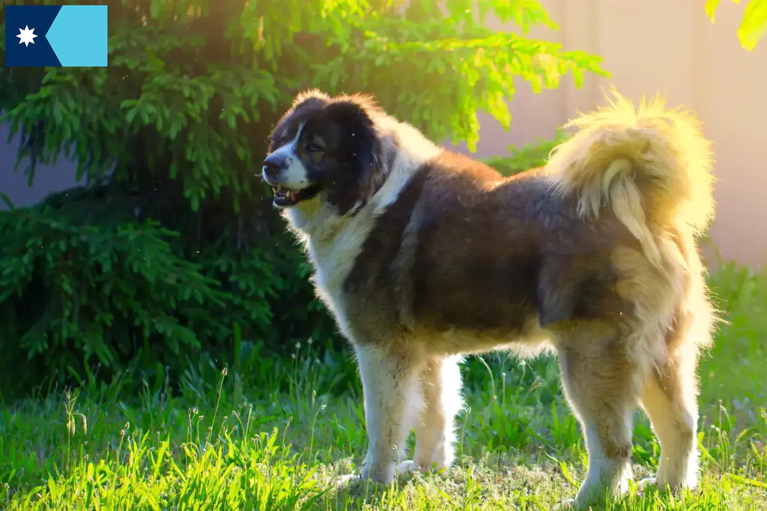 Caucasian Shepherd puppies and breeders Minnesota Find Caucasian Shepherd Dog breeders in Minnesota.
