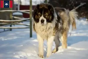 Read more about the article Caucasian Shepherd Dog Breeder and Puppies in Mississippi