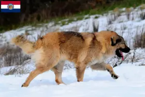 Read more about the article Caucasian Shepherd Dog Breeder and Puppies in Missouri