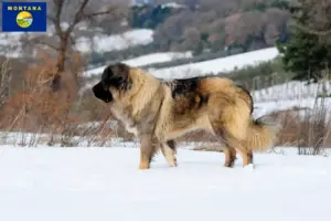 Read more about the article Caucasian Shepherd Dog Breeder and Puppies in Montana