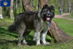 Read more about the article Caucasian Shepherd Dog Breeder and Puppies in Nebraska
