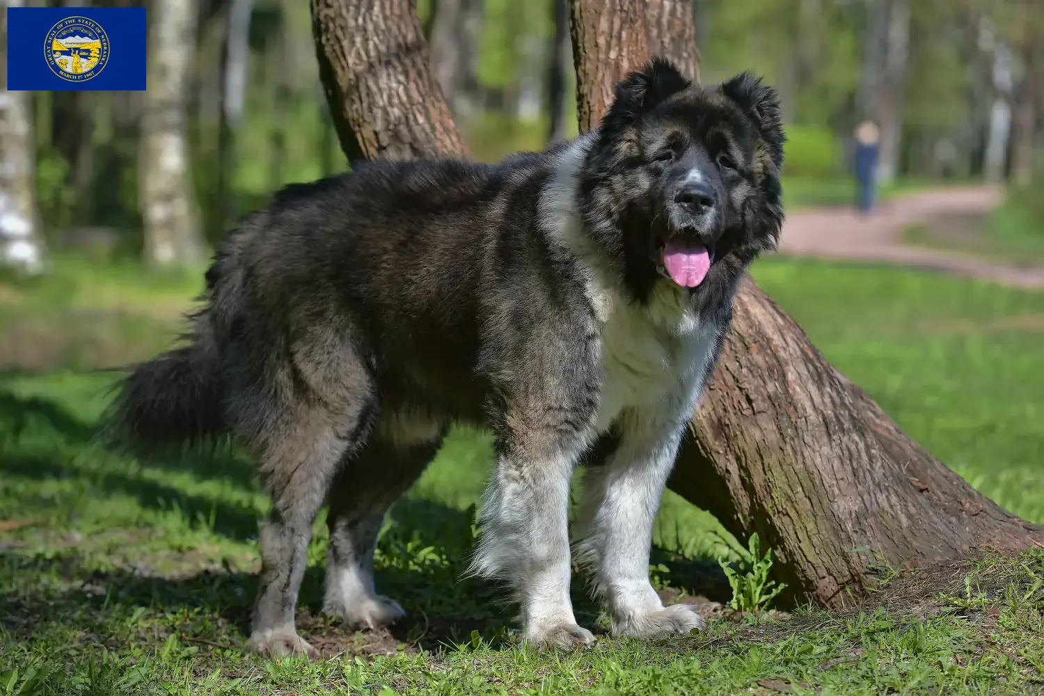Caucasian Shepherd Puppies and Breeder Nebraska Find Caucasian Shepherd Dog breeders in Nebraska.