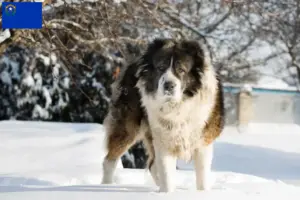 Read more about the article Caucasian Shepherd Dog Breeder and Puppies in Nevada