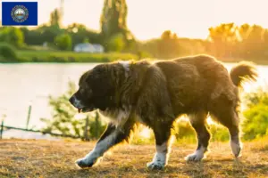 Read more about the article Caucasian Shepherd Dog Breeder and Puppies in New Hampshire