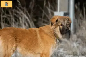 Read more about the article Caucasian Shepherd Dog Breeder and Puppies in New Jersey