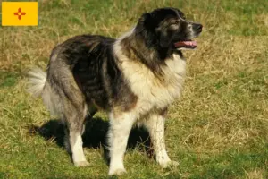 Read more about the article Caucasian Shepherd Dog Breeder and Puppies in New Mexico