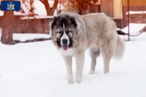 Read more about the article Caucasian Shepherd Dog Breeder and Puppies in New York