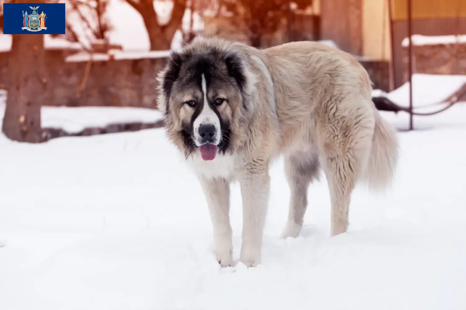 Caucasian Shepherd Puppies and Breeder New York Find Caucasian Shepherd Dog breeders in New York here.