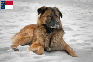 Read more about the article Caucasian Shepherd Dog Breeder and Puppies in North Carolina