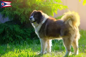 Read more about the article Caucasian Shepherd Dog Breeder and Puppies in Ohio