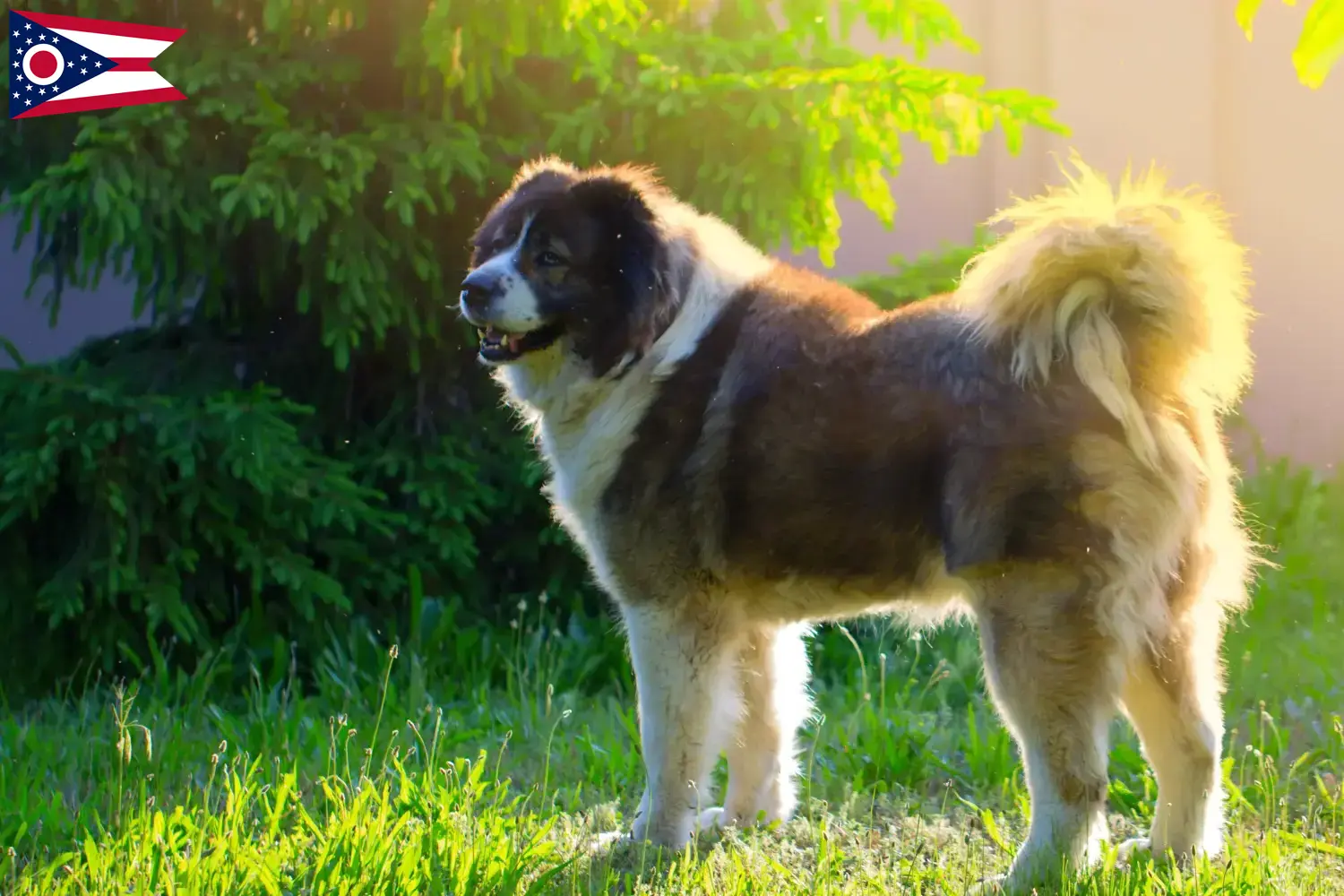 Caucasian Shepherd Puppies and Breeder Ohio Find Caucasian Shepherd Dog breeders in Ohio.