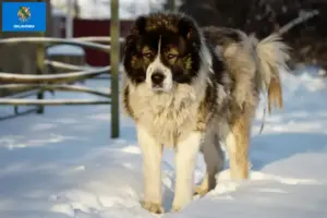 Read more about the article Caucasian Shepherd Dog Breeder and Puppies in Oklahoma